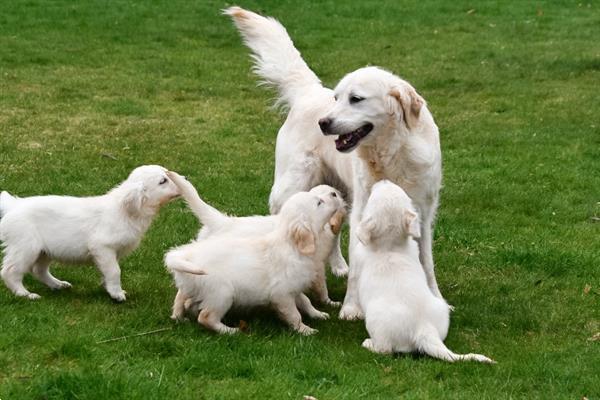 Grote foto golden retriever pups te koop ouders aanwezig dieren en toebehoren retrievers spani ls en waterhonden