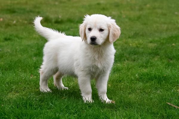 Grote foto golden retriever pups te koop ouders aanwezig dieren en toebehoren retrievers spani ls en waterhonden