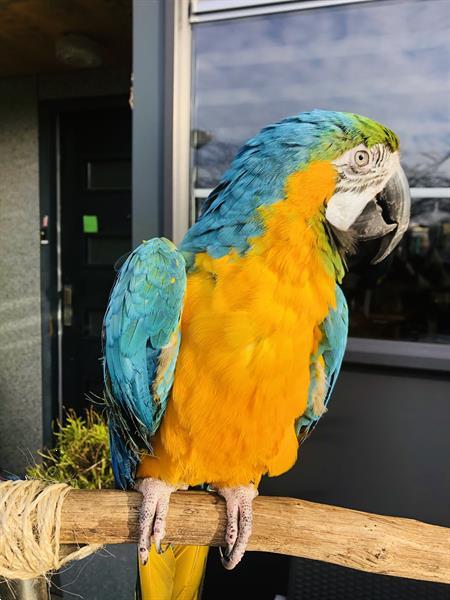 Grote foto papegaaien en parkieten dieren en toebehoren parkieten en papegaaien