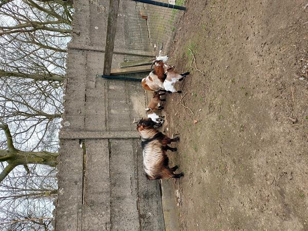 Grote foto koppel geiten lal dieren en toebehoren schapen geiten en varkens