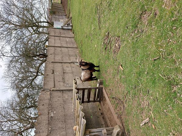 Grote foto koppel geiten lal dieren en toebehoren schapen geiten en varkens