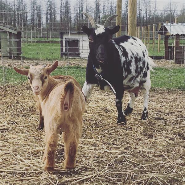 Grote foto bokje abrikoos kleur dieren en toebehoren schapen geiten en varkens