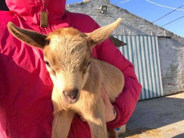 Grote foto bokje abrikoos kleur dieren en toebehoren schapen geiten en varkens