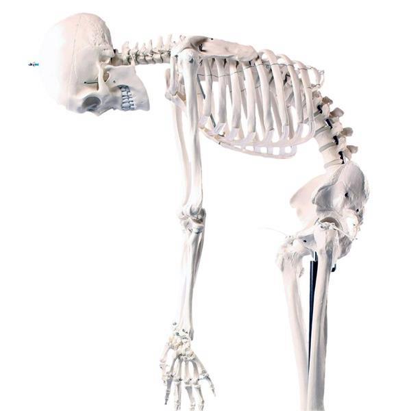 Grote foto anatomisch skelet ware grootte flexibel geraamte anatomie diversen overige diversen