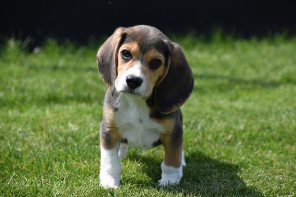 Grote foto beagle pups mooie keuze dieren en toebehoren beagles bassets en lopende honden