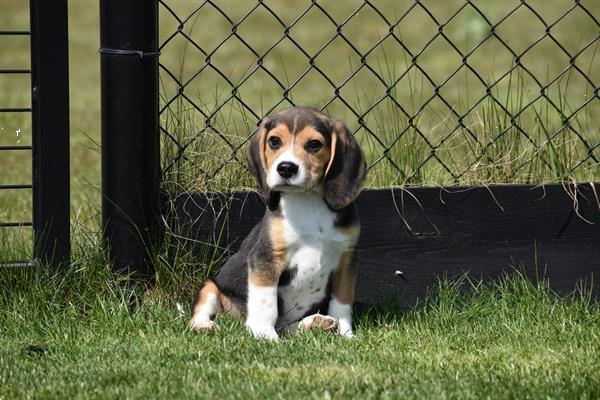 Grote foto beagle pups mooie keuze dieren en toebehoren beagles bassets en lopende honden