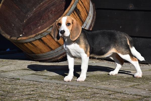 Grote foto beagle pups mooie keuze dieren en toebehoren beagles bassets en lopende honden