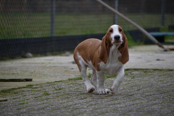 Grote foto engelse bassethound pups dieren en toebehoren beagles bassets en lopende honden