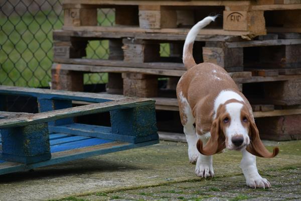 Grote foto engelse bassethound pups dieren en toebehoren beagles bassets en lopende honden