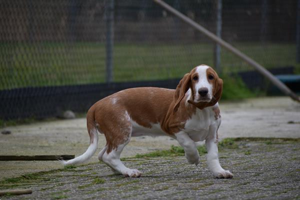 Grote foto engelse bassethound pups dieren en toebehoren beagles bassets en lopende honden