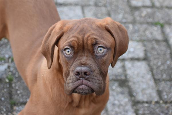 Grote foto bordeauxdog pups dieren en toebehoren bulldogs pinschers en molossers