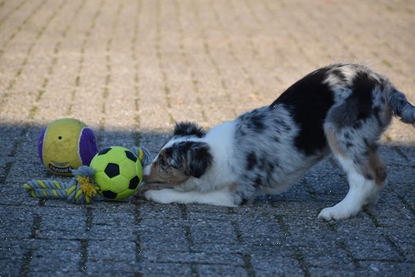 Grote foto border collie pups mooie kleuren dieren en toebehoren herdershonden en veedrijvers