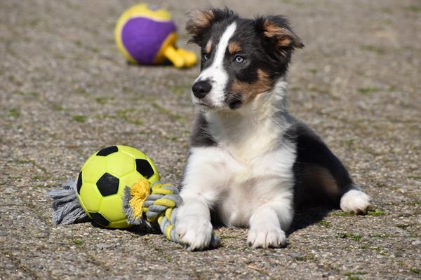 Grote foto border collie pups mooie kleuren dieren en toebehoren herdershonden en veedrijvers