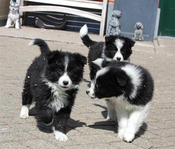 Grote foto border collie pups mooie kleuren dieren en toebehoren herdershonden en veedrijvers