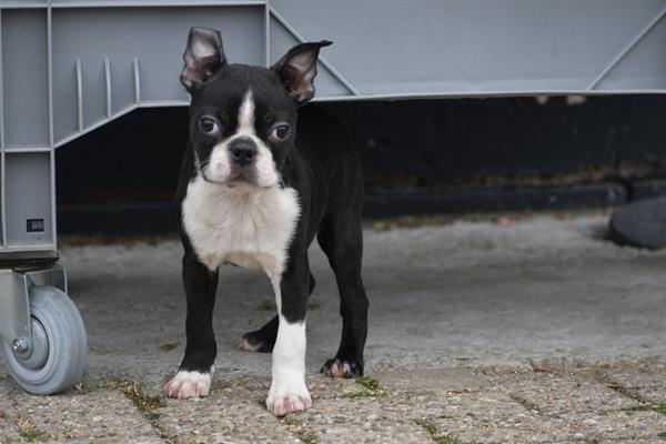 Grote foto boston terrier pups uit nest te kiezen dieren en toebehoren jack russells en terri rs