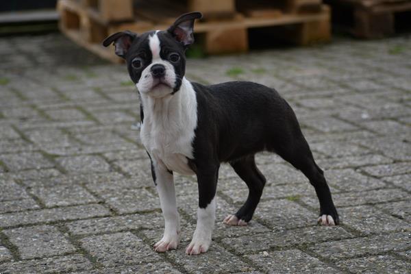 Grote foto boston terrier pups uit nest te kiezen dieren en toebehoren jack russells en terri rs