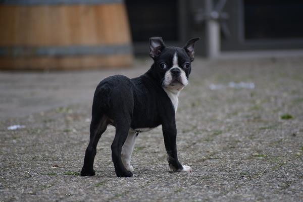 Grote foto boston terrier pups uit nest te kiezen dieren en toebehoren jack russells en terri rs