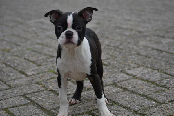 Grote foto boston terrier pups uit nest te kiezen dieren en toebehoren jack russells en terri rs