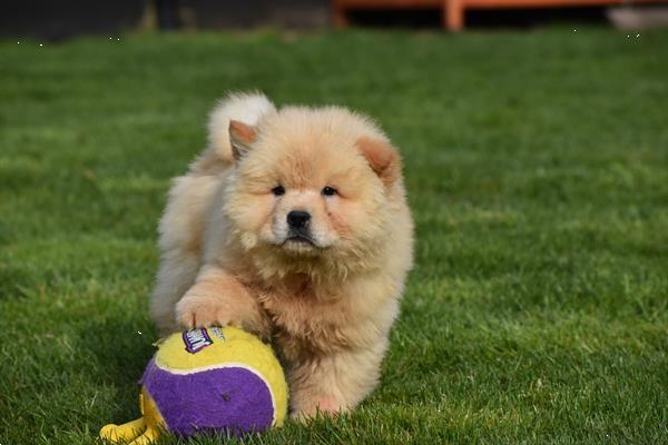 Grote foto chow chow pups dieren en toebehoren poolhonden keeshonden en oertypen