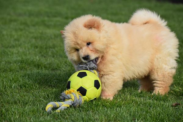 Grote foto chow chow pups dieren en toebehoren poolhonden keeshonden en oertypen