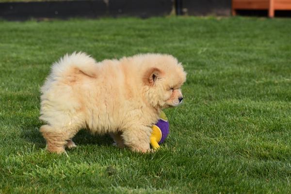 Grote foto chow chow pups dieren en toebehoren poolhonden keeshonden en oertypen