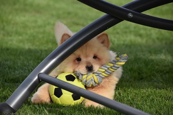 Grote foto chow chow pups dieren en toebehoren poolhonden keeshonden en oertypen