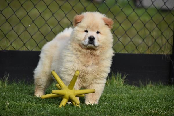 Grote foto chow chow pups dieren en toebehoren poolhonden keeshonden en oertypen