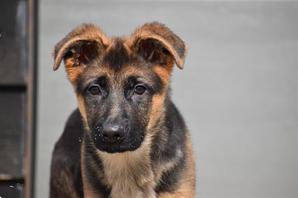 Grote foto duitse herder pups uit nest te kiezen dieren en toebehoren herdershonden en veedrijvers