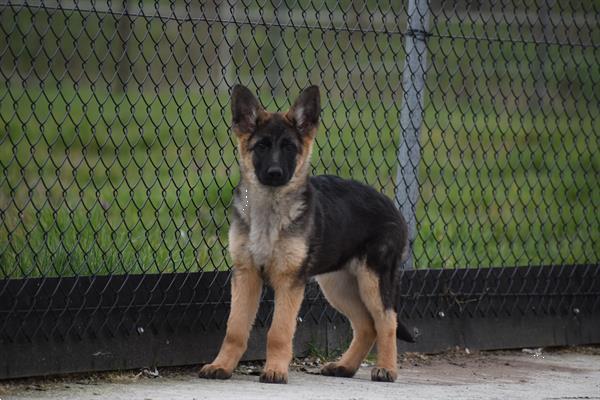 Grote foto duitse herder pups uit nest te kiezen dieren en toebehoren herdershonden en veedrijvers