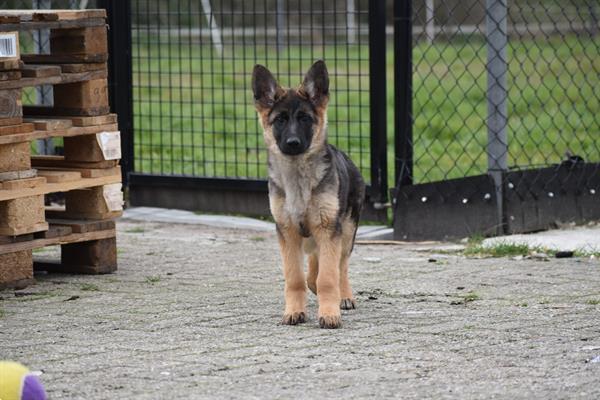 Grote foto duitse herder pups uit nest te kiezen dieren en toebehoren herdershonden en veedrijvers