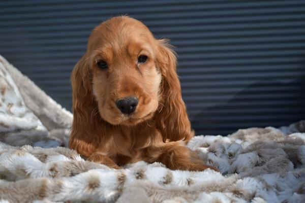 voorkant anders fout Engelse Cocker Spaniel Pups Kopen | Retrievers, Spaniëls en Waterhonden