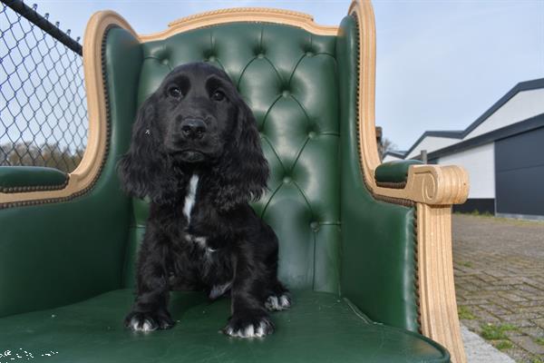 Grote foto engelse cocker spaniel pups dieren en toebehoren retrievers spani ls en waterhonden