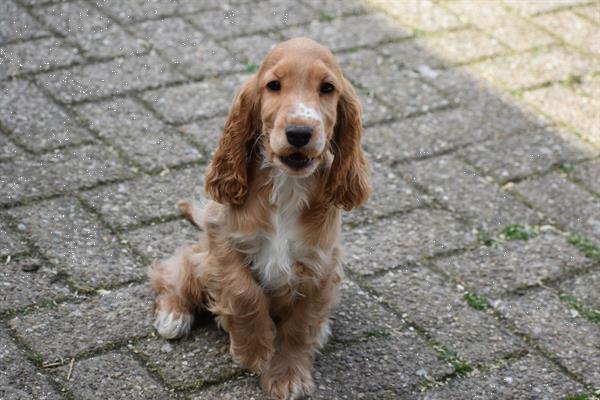 Grote foto engelse cocker spaniel pups dieren en toebehoren retrievers spani ls en waterhonden