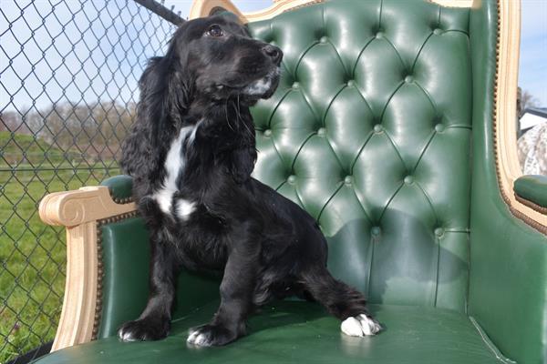 Grote foto engelse cocker spaniel pups dieren en toebehoren retrievers spani ls en waterhonden