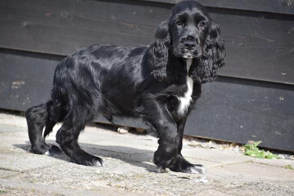 Grote foto engelse cocker spaniel pups dieren en toebehoren retrievers spani ls en waterhonden