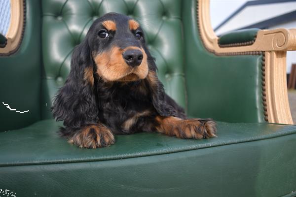 Grote foto engelse cocker spaniel pups dieren en toebehoren retrievers spani ls en waterhonden