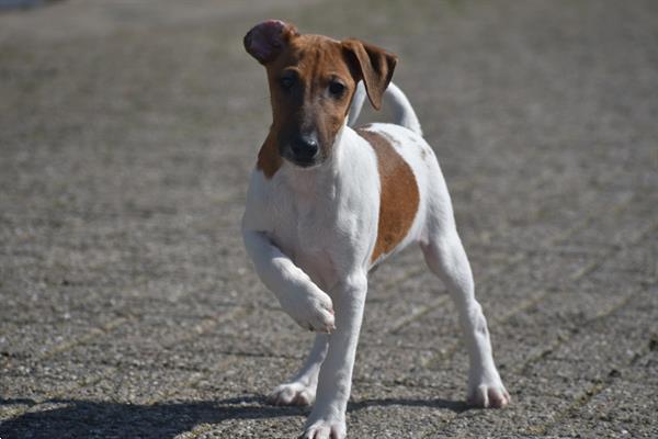 Grote foto fox terrier pups uit nest te kiezen dieren en toebehoren jack russells en terri rs