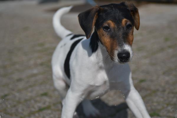 Grote foto fox terrier pups uit nest te kiezen dieren en toebehoren jack russells en terri rs