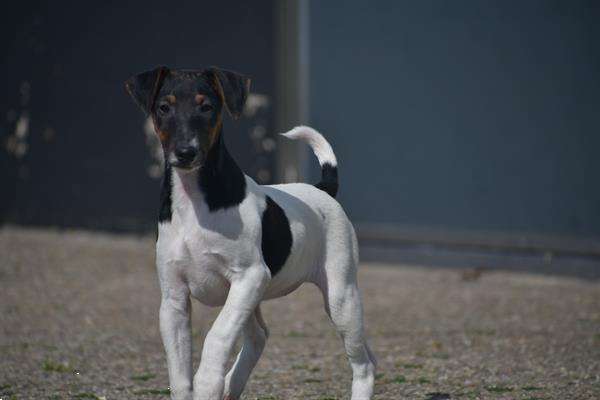 Grote foto fox terrier pups uit nest te kiezen dieren en toebehoren jack russells en terri rs