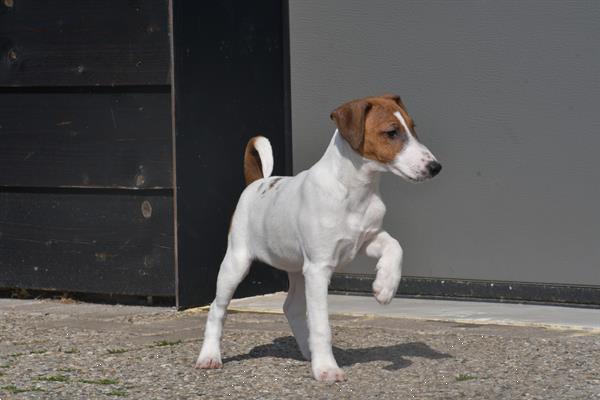 Grote foto fox terrier pups uit nest te kiezen dieren en toebehoren jack russells en terri rs