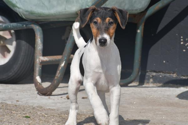 Grote foto fox terrier pups uit nest te kiezen dieren en toebehoren jack russells en terri rs