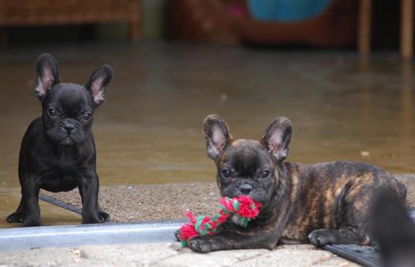 Grote foto franse bulldog pups alle kleuren dieren en toebehoren bulldogs pinschers en molossers