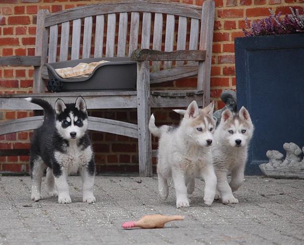 Grote foto siberische husky pups alle kleuren dieren en toebehoren poolhonden keeshonden en oertypen