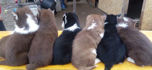 Grote foto siberische husky pups alle kleuren dieren en toebehoren poolhonden keeshonden en oertypen