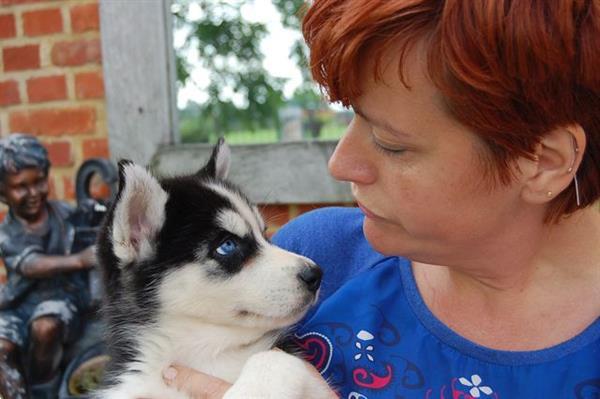 Grote foto siberische husky pups alle kleuren dieren en toebehoren poolhonden keeshonden en oertypen