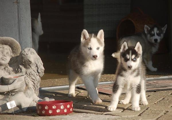 Grote foto siberische husky pups alle kleuren dieren en toebehoren poolhonden keeshonden en oertypen