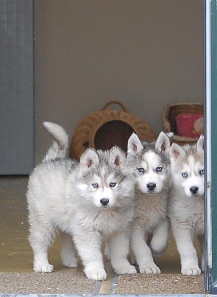 Grote foto siberische husky pups alle kleuren dieren en toebehoren poolhonden keeshonden en oertypen