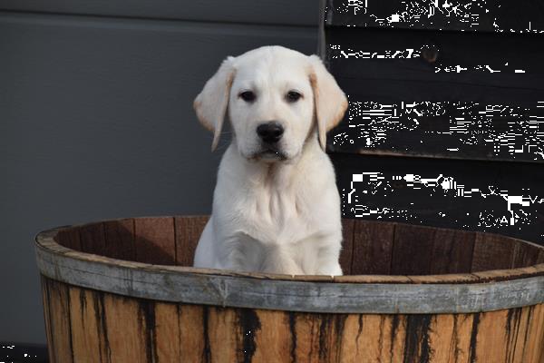 Grote foto labrador retriever pups blond en zwart dieren en toebehoren retrievers spani ls en waterhonden