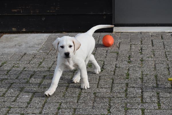 Grote foto labrador retriever pups blond en zwart dieren en toebehoren retrievers spani ls en waterhonden