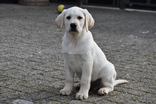 Grote foto labrador retriever pups blond en zwart dieren en toebehoren retrievers spani ls en waterhonden